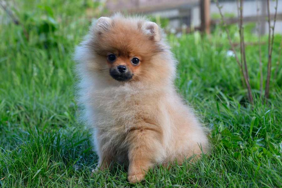 Правила проживания с домашними питомцами в отеле ЛЕС Арт Резорт